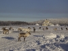 Rentiere mitten im Dorf