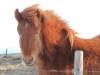 2014-02-10_Island_226
